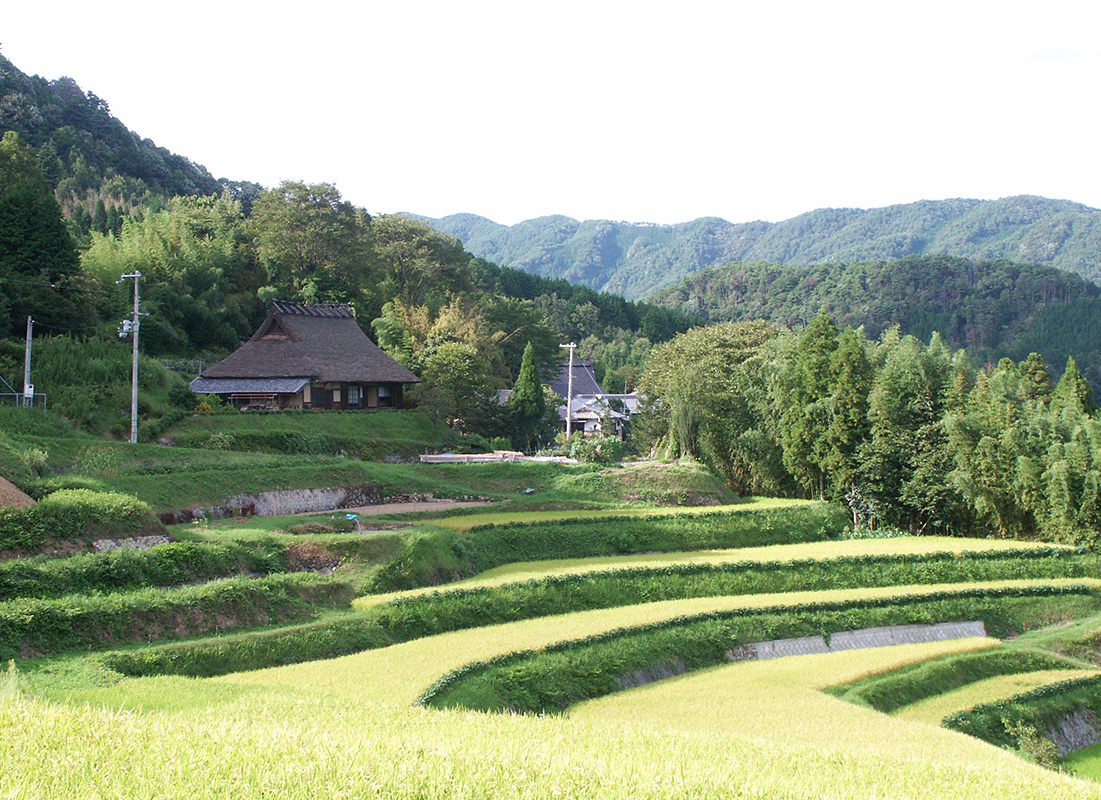 kikusumi